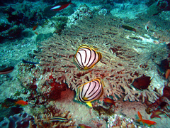 Chaetodon meyeri