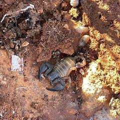 Euscorpius