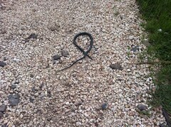 Dolichophis jugularis