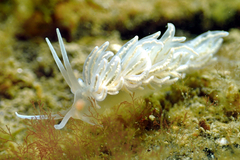 Phyllodesmium serratum