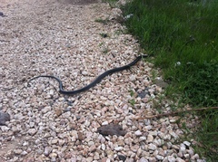 Dolichophis jugularis