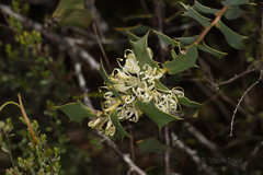 Hakea prostrata