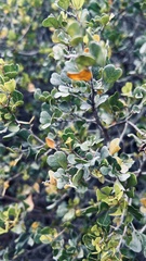 Searsia glauca