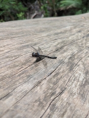 Austroaeschna multipunctata