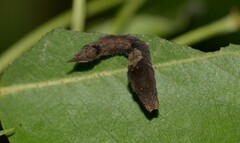 Cilix glaucata