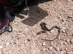 Dolichophis jugularis