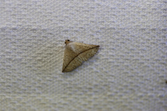 Eublemma