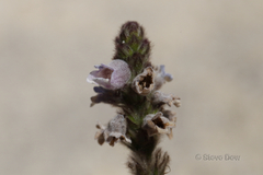 Hemiphora bartlingii