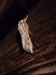 Ichneutica mutans