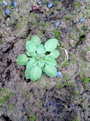 Arabidopsis thaliana