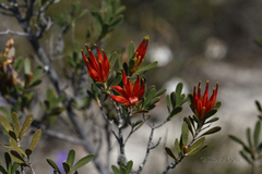 Lambertia multiflora