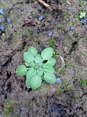 Arabidopsis thaliana