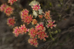 Melaleuca urceolaris