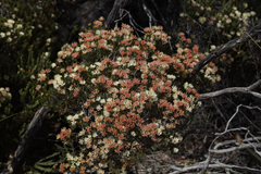 Melaleuca urceolaris