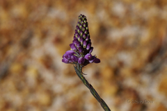 Comesperma virgatum