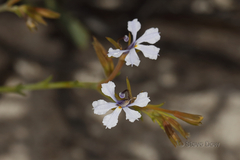 Lechenaultia stenosepala