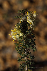 Petrophile serruriae