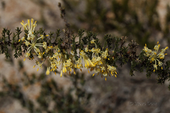 Petrophile serruriae