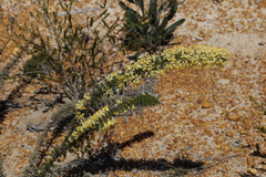 Petrophile serruriae