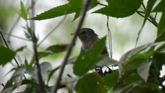 Thamnophilus ruficapillus