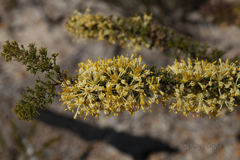 Petrophile serruriae