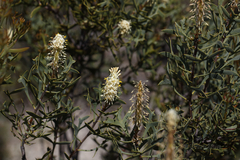 Petrophile shuttleworthiana