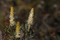 Petrophile shuttleworthiana