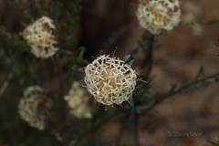 Pimelea floribunda