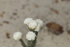 Pimelea imbricata