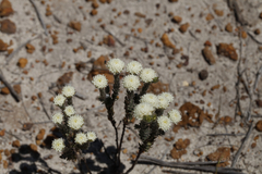 Pimelea imbricata