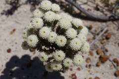 Pimelea imbricata