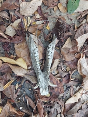 Sus scrofa cristatus