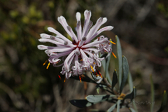 Petrophile linearis