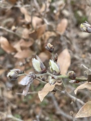 Lindera glauca