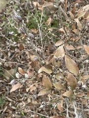 Lindera glauca