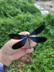 Matrona basilaris