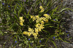 Conostylis aculeata