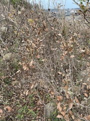 Lindera glauca