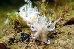 Phyllodesmium serratum