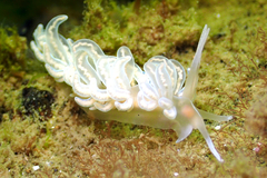 Phyllodesmium serratum