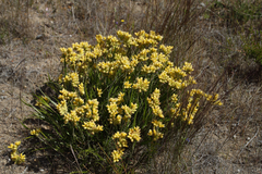 Conostylis aculeata