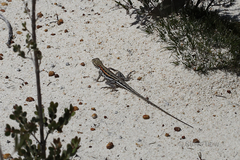 Ctenophorus maculatus