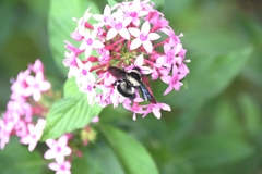 Bombus brasiliensis
