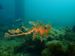 Phycodurus eques