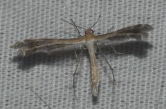 Pterophoroidea