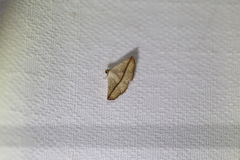 Eublemma perversicolor