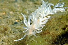 Phyllodesmium serratum