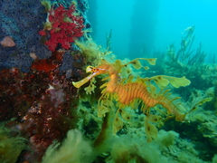 Phycodurus eques