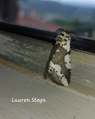 Rhodophthitus commaculata