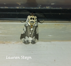 Rhodophthitus commaculata